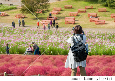 [Woman shooting Kokia from the hill] 71475141