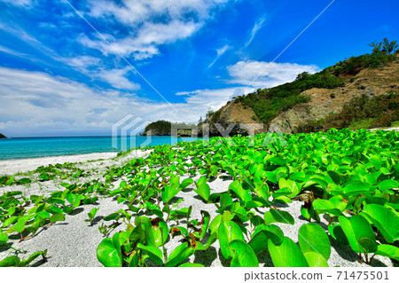 Ogasawara beaches and plants Ogasawara beaches and plants 71475501