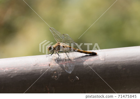 鹽卡拉通博 71475845