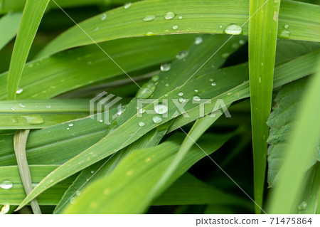 葉上的水滴 71475864