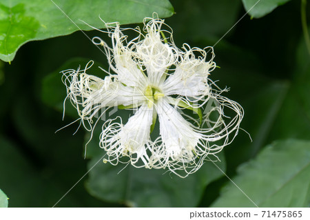 小丑花花 小丑花花 71475865