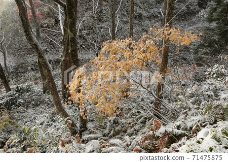 First snow and yellow leaves First snow and yellow leaves 71475875