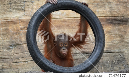 奧蘭·烏坦(Oran Utan)玩輪胎 奧蘭·烏坦(Oran Utan)玩輪胎 71476177