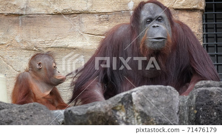 玩耍的孩子奧蘭·烏坦(Oran Utan) 玩耍的孩子奧蘭·烏坦(Oran Utan) 71476179