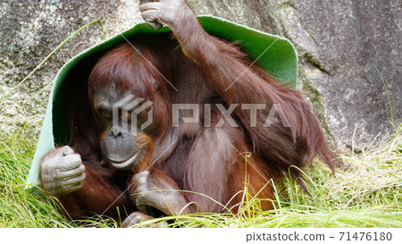 Headgear orangutan Headgear orangutan 71476180