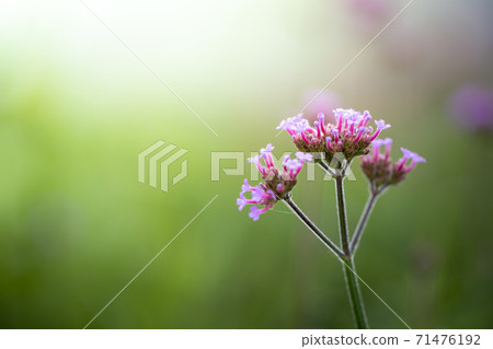 The background image of the colorful flowers The background image of the colorful flowers 71476192