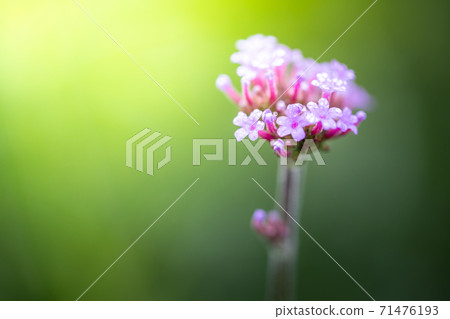 The background image of the colorful flowers 71476193