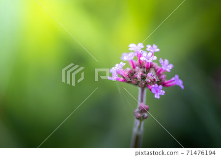 The background image of the colorful flowers The background image of the colorful flowers 71476194