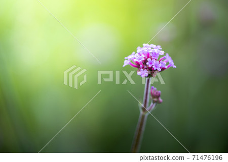 The background image of the colorful flowers 71476196
