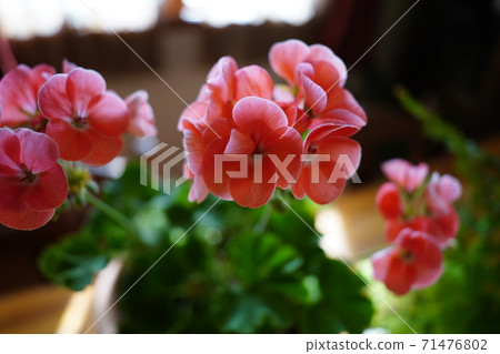 桌上的盆栽花天竺葵 桌上的盆栽花天竺葵 71476802