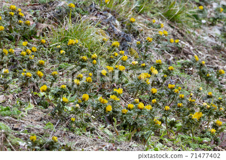 福庫格的花 71477402