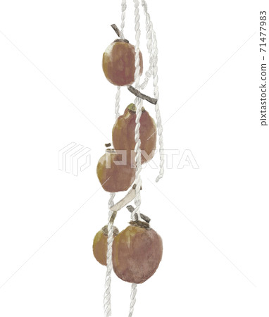 Ripe dried persimmon Autumn tradition Material White background [Watercolor] 71477983