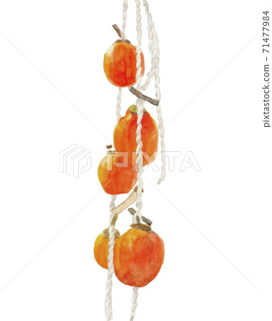 Dried persimmons that have been peeled and hung for about 10 days Autumn tradition Material White background [Watercolor] 71477984