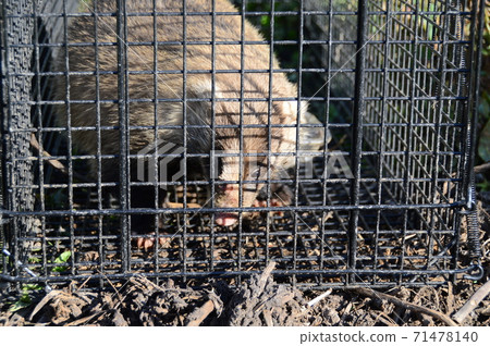 Badger trapped Badger trapped 71478140
