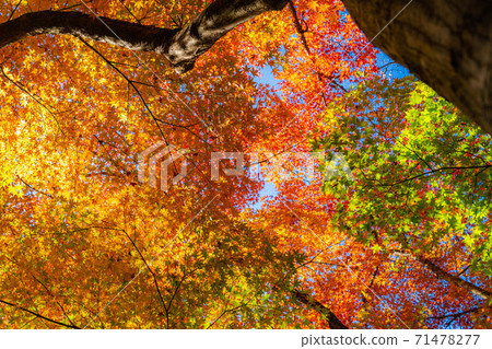 Large tree of autumn leaves [Aichi Prefecture] 71478277