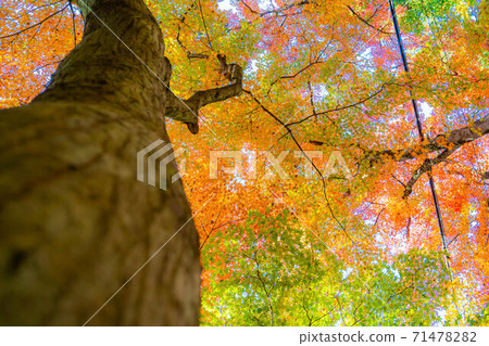 Large tree of autumn leaves [Aichi Prefecture] 71478282