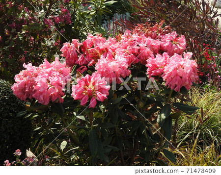 Flowers Flowers 71478409