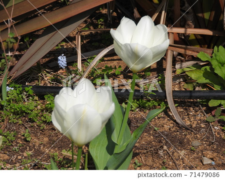 Flowers Flowers 71479086