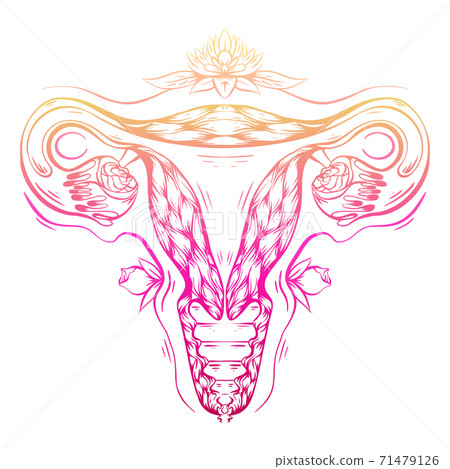 Gradient contour anatomical sketch of the uterus with flower and decoration. Healthy female body. Woman power. Uterus with tube and roses. Vector color illustration Gradient contour anatomical sketch of the uterus with flower and decoration. Healthy female body. Woman power. Uterus with tube and roses. Vector color illustration 71479126