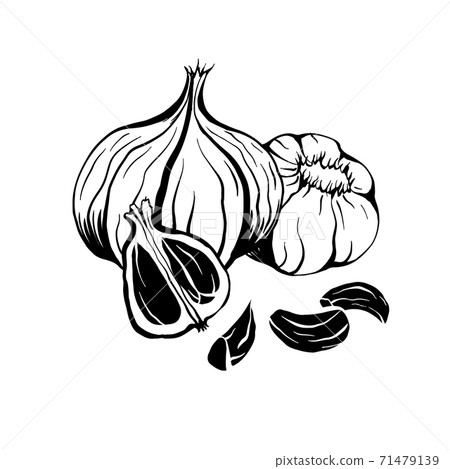 Illustration of black fermented garlic. Product for health and longevity. Useful seasoning for Asian dishes. Natural sweetener. Vector element Illustration of black fermented garlic. Product for health and longevity. Useful seasoning for Asian dishes. Natural sweetener. Vector element 71479139