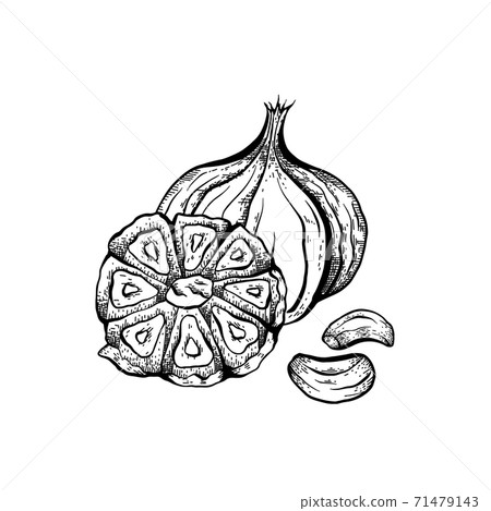 Sketch garlic illustration. Antibacterial product for health. Useful seasoning for cooking. Natural spice. Vector engraving element Sketch garlic illustration. Antibacterial product for health. Useful seasoning for cooking. Natural spice. Vector engraving element 71479143