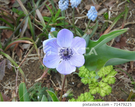 Flowers Flowers 71479225