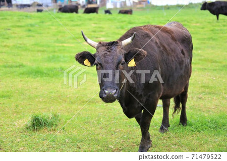 Japanese beef Japanese beef 71479522
