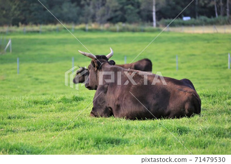 Japanese beef Japanese beef 71479530