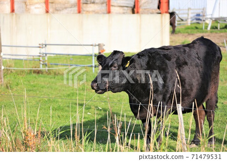 Japanese beef Japanese beef 71479531