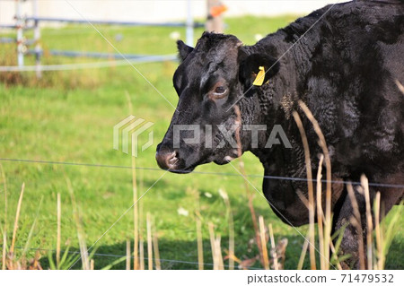 Japanese beef Japanese beef 71479532