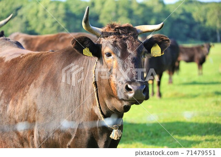 Japanese beef Japanese beef 71479551