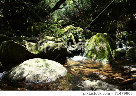 Yakushima · Shiratani Cloud Water Gorge Yakushima · Shiratani Cloud Water Gorge 71479903