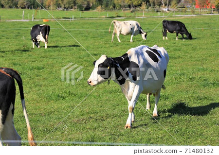 Holstein cattle Holstein cattle 71480132
