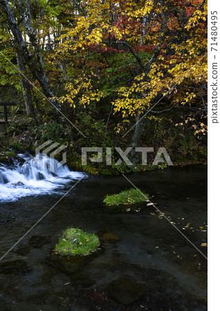 Hokkaido Kyogoku Fukidashi Park (Autumn leaves) 71480495