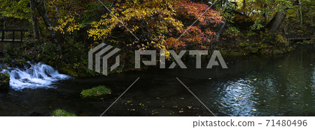 Hokkaido Kyogoku Fukidashi Park (Autumn leaves) 71480496