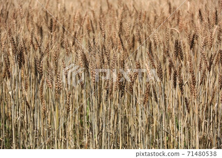 Wheat field Wheat field 71480538