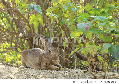 Wild rabbit on Okunoshima 71480565