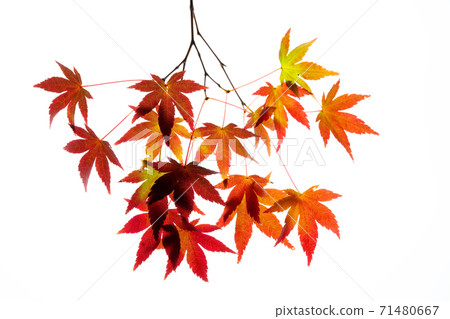 紅槭楓樹傳輸光攝影 紅槭楓樹傳輸光攝影 71480667