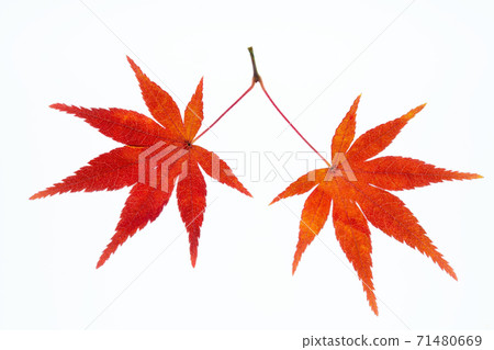 Transmission light photography of red maple maple 71480669