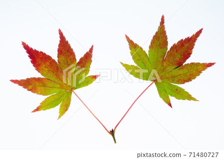 Transmitted light photography of maple leaves in the middle of autumn leaves Transmitted light photography of maple leaves in the middle of autumn leaves 71480727