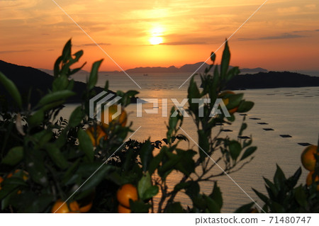 Sunrise in the Seto Inland Sea 71480747