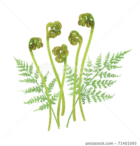 沃拉比的手繪插圖/春季野菜 71481093