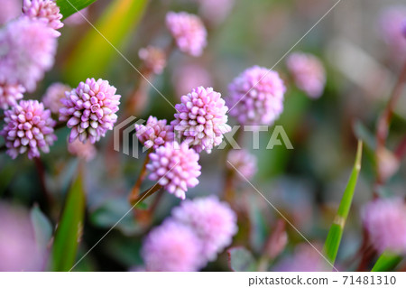 Red clover macro material 71481310