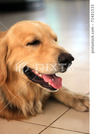Portrait of a golden retriever, sticking out his tongue and smiling at the camera. Portrait of a golden retriever, sticking out his tongue and smiling at the camera. 71481533