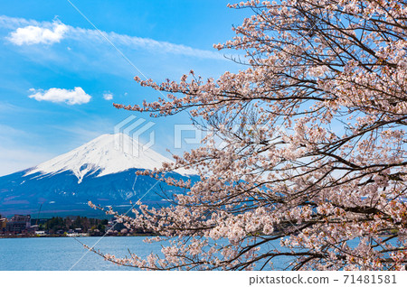 年4月 日本的春天 櫻花 富士山和川口湖 山梨縣南多多郡 照片素材 圖片 圖庫
