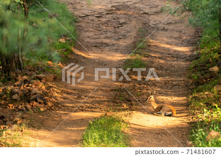 Chinkara or Indian gazelle an Antelope resting in middle of track during forest safari at ranthambore national park or tiger reserve sawai madhopur rajasthan india - Gazella bennettii 71481607