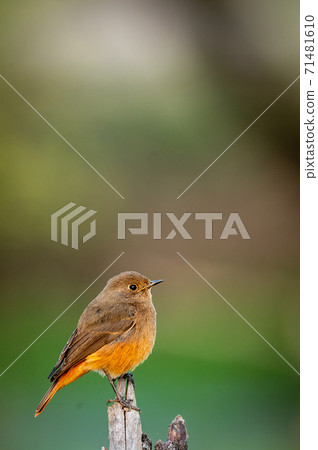 Black redstart or Phoenicurus ochruros beautiful bird portrait with natural green background at keoladeo national park or bharatpur bird sanctuary rajasthan india Black redstart or Phoenicurus ochruros beautiful bird portrait with natural green background at keoladeo national park or bharatpur bird sanctuary rajasthan india 71481610