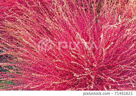 秋色的花床上的科基亞 71481621