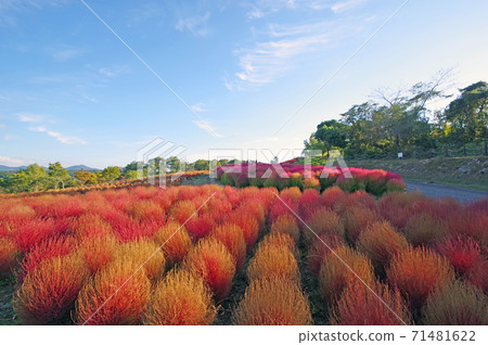 大分縣農業文化園區彩色的科基亞花園 71481622