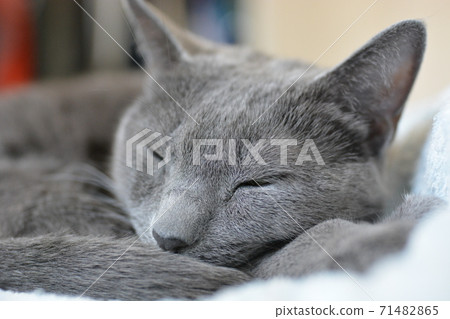 Russian Blue Russian Blue 71482865